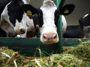 Развитие фермерских хозяйств