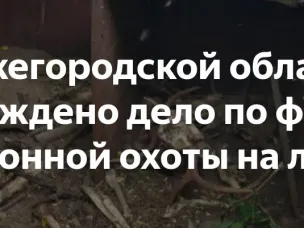 В Нижегородской области возбуждено уголовное дело по факту незаконной охоты на лосей