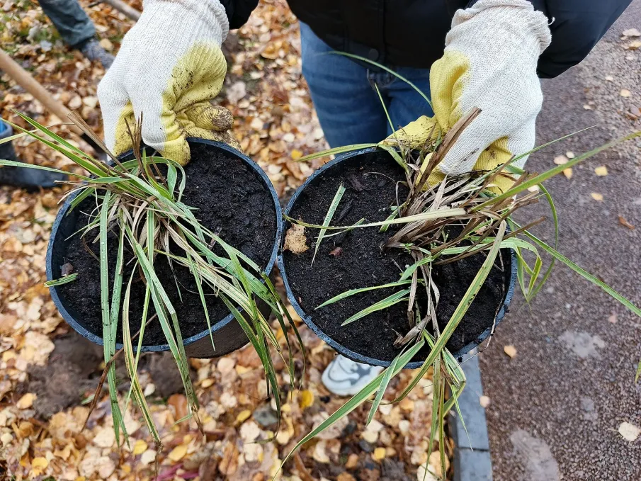 В парке имени 40-летия ВКЛСМ в Павлове завершаются работы по озеленению.