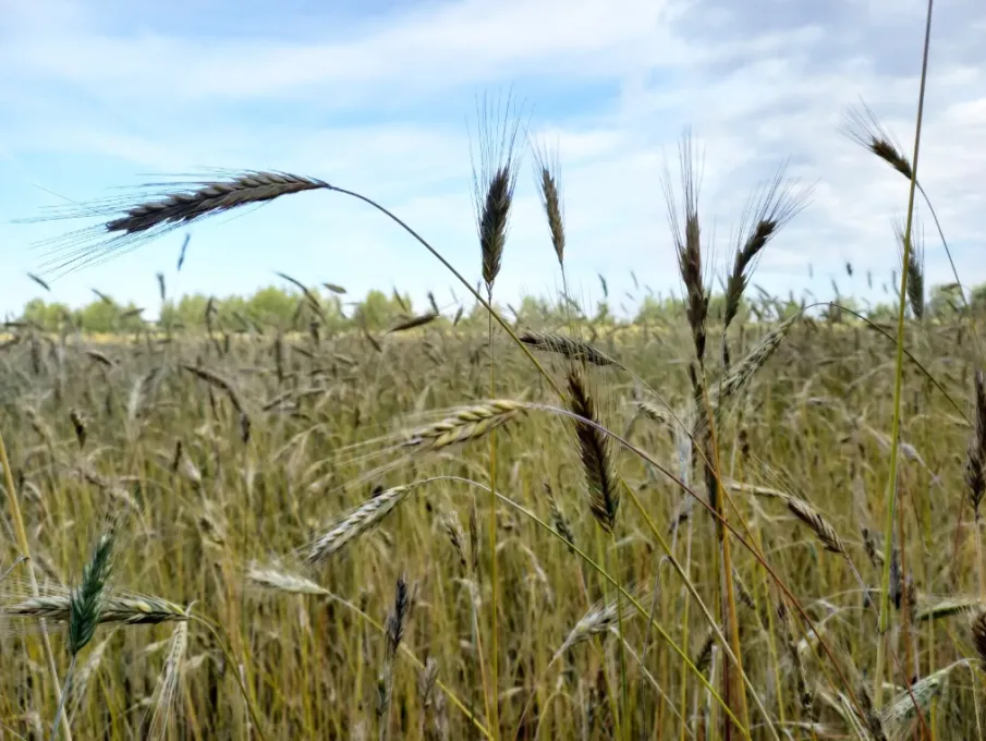 В Павловском округе начались весенние полевые работы