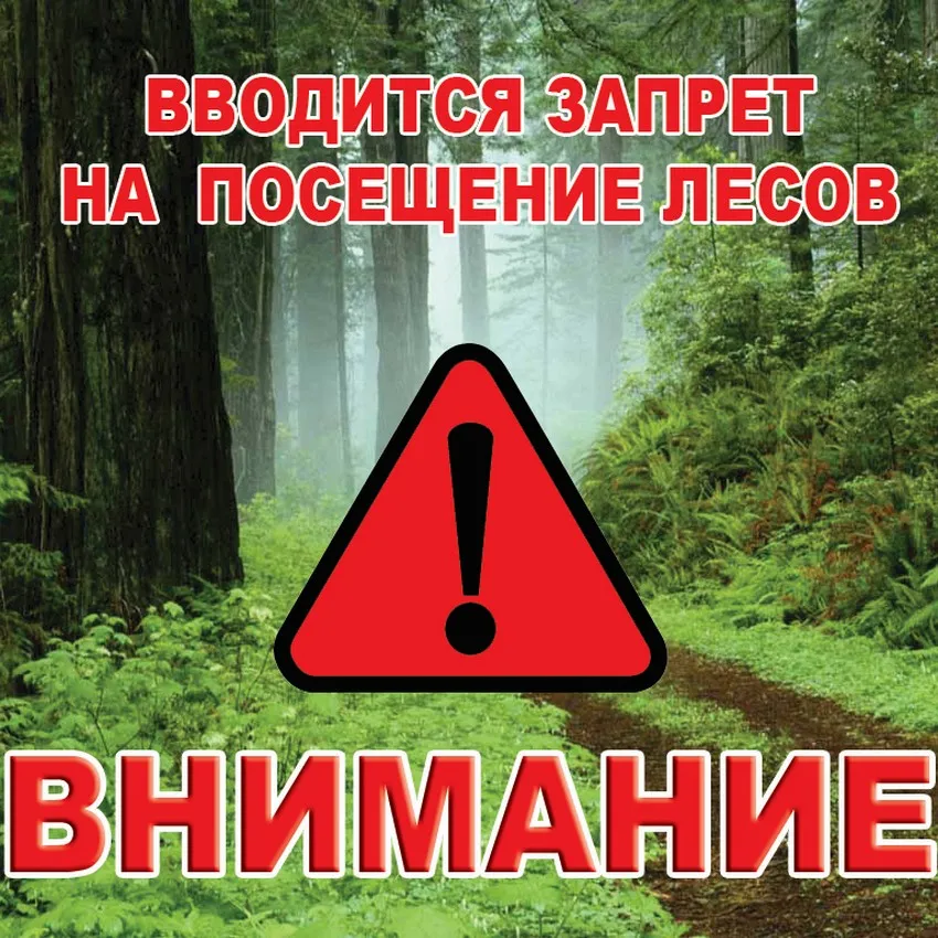 О запрете посещения лесов в Павловском муниципальном округе